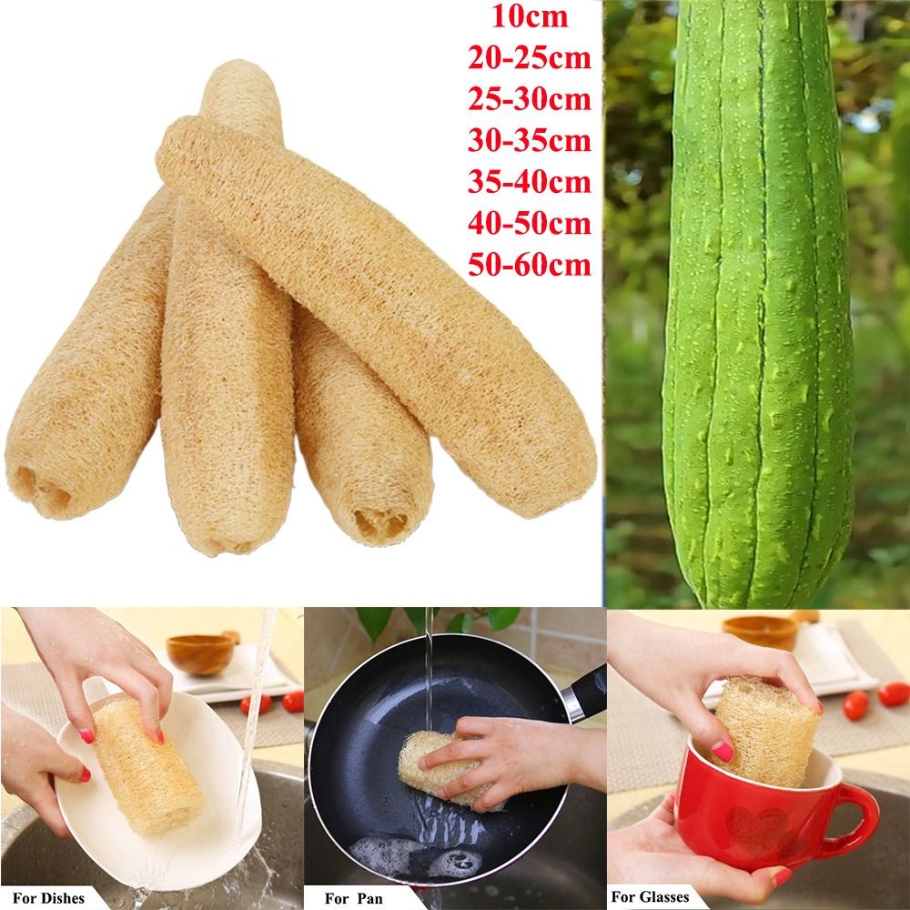 Body Loofah Natural - ใยบวบธรรมชาติ ฟองน้ำลูฟาห์ ใยบวบยาว สำหรับล้างจาน ดูดซับดี ไม่ติดสิ่งสกปรก
