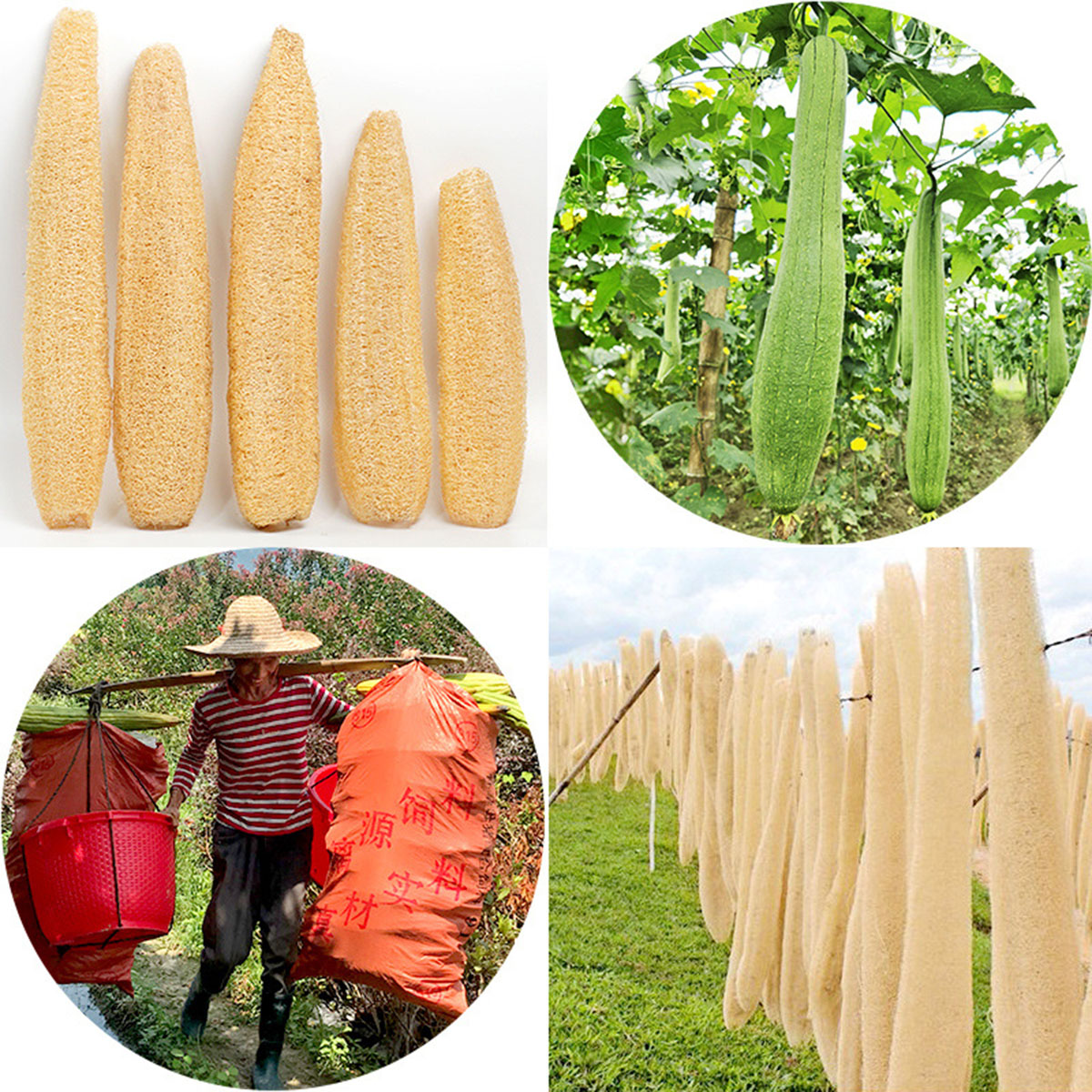 ฟองน้ำใยบวบธรรมชาติ 1 ชิ้น อุป - Body Loofah Natural บทวิจารณ์และราคา