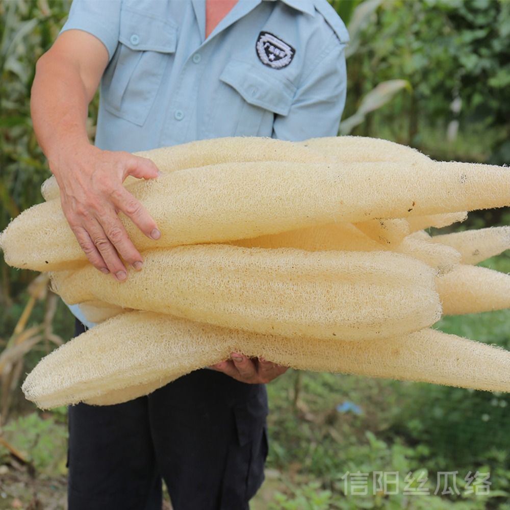 ใยบวบธรรมชาติใยบวบฟองน้ำสำหรับ - Body Loofah Natural บทวิจารณ์และราคา