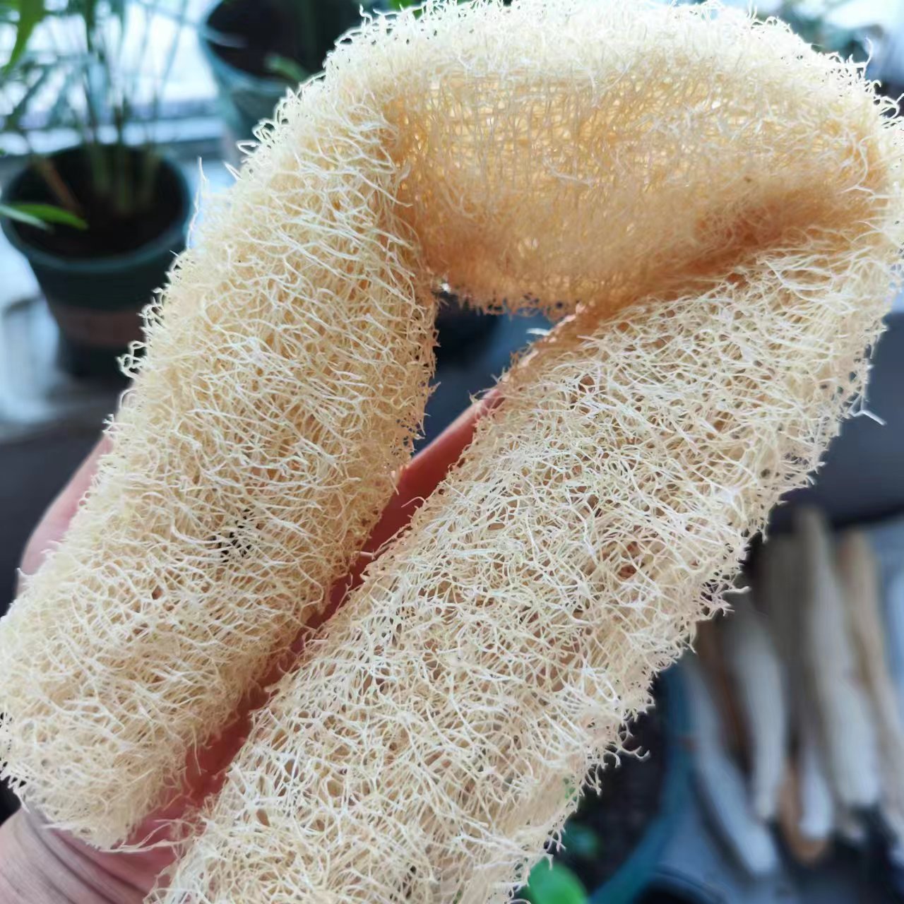 ฟองน้ำใยบวบมหัศจรรย์อเนกประสงค - Body Loofah Natural บทวิจารณ์และราคา